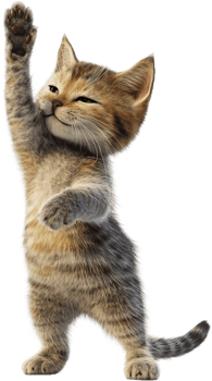 A happy and playful kitten strikes a charming pose, waving its paw in the air with a delightful expression. The background is solid black. png