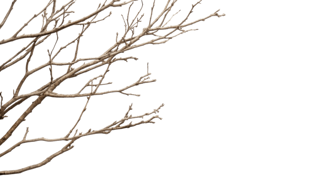 Branches stretching towards a bright sky in a minimalist nature setting during early spring png