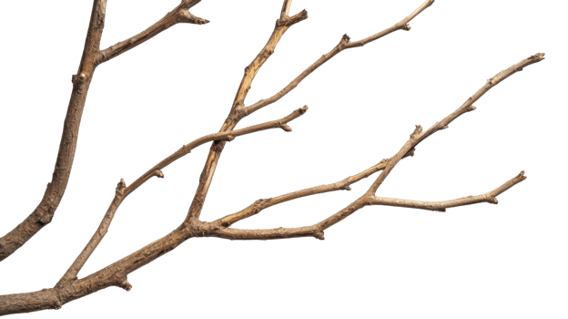Branch with multiple twigs against a white background highlighting its natural textures and shapes png