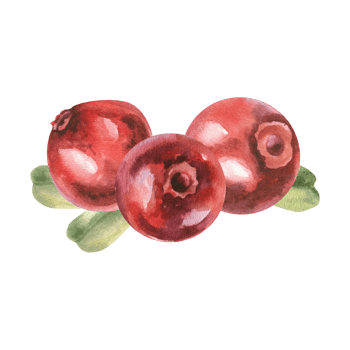 Cowberries with green leaves watercolor arrangement. hand drawn cranberry illustration clipart, fresh organic forest berries , healthy vitamin food drawing for medicine,product packing, label, logo png