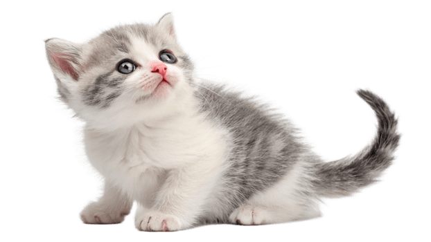 A tiny kitten with a pink nose and big eyes, sitting png