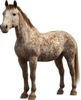 A spotted horse stands in a pose. The animal has light tan markings. This animal is depicted against a dark background. png