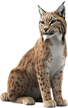 A strikingly beautiful lynx with patterned fur sits patiently, its eyes alert. The wild feline exudes grace and power. png