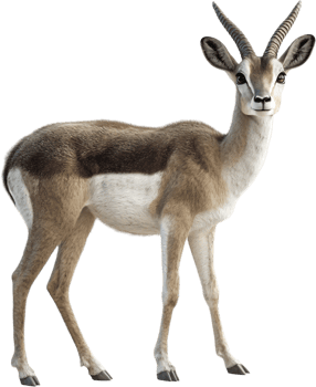 Elegant gazelle portrait, Standing tall with its slender legs, a majestic creature gazes directly at the viewer, radiating natural beauty. png