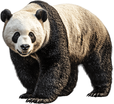 Majestic panda bear standing upright. The animal is facing forward, with its distinctive black and white fur clearly displayed. png