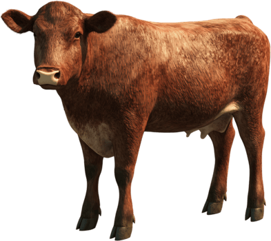 A reddish-brown bovine stands calmly, its textured coat reflecting light, highlighting its gentle features and sturdy build against the dark backdrop. png