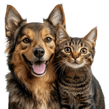 Happy dog and cat posing together, isolated on transparent background, png