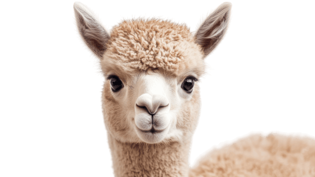 Cute young alpaca with fluffy fleece looking directly at the camera in a bright indoor setting during daytime png