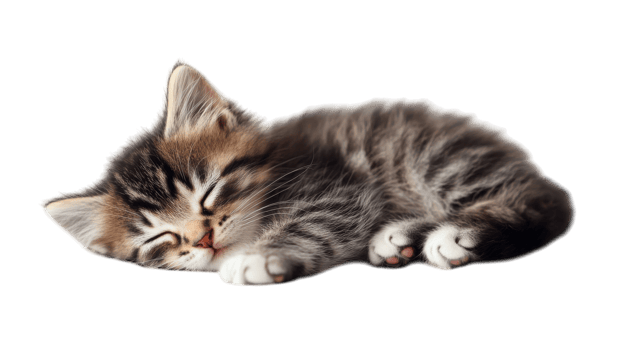 Cute striped kitten peacefully sleeping on a soft surface during a sunny afternoon png