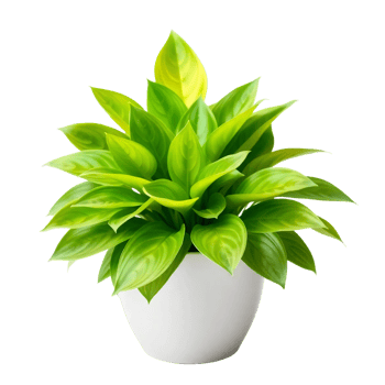 A plant in a white pot with green leaves png