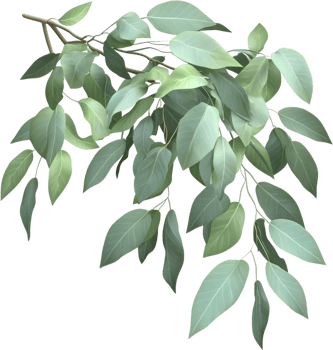 A branch of leaves against a solid black backdrop. Pale greens and textured leaves add to a natural, organic aesthetic for design use. png
