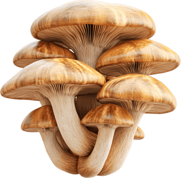 Cluster of Honey Mushrooms. A detailed depiction of edible fungi with smooth, caramel-colored caps and slender stems in a dense grouping. png