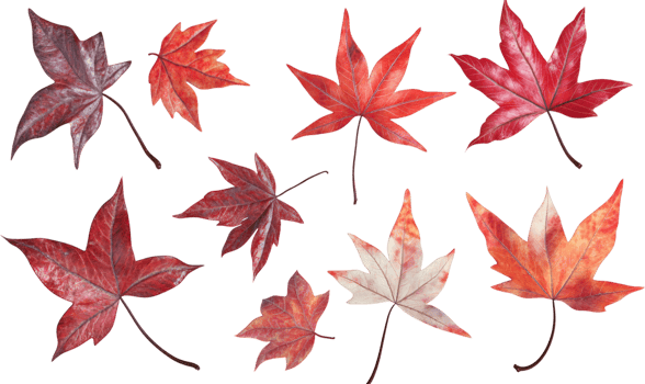 Assorted maple leaves, displaying rich red and reddish-brown hues, create a vibrant autumnal display against a stark black background. png