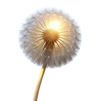 serene abstract vibrant minimalist A single, perfect dandelion seedhead, backlit by the sun, delicate lighting, ethereal style 4K authentic png