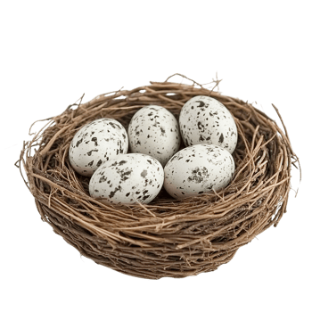 Bird's Nest with Speckled Eggs on Transparent Background png