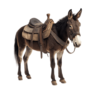 Adorable Donkey on White on transparent background. png