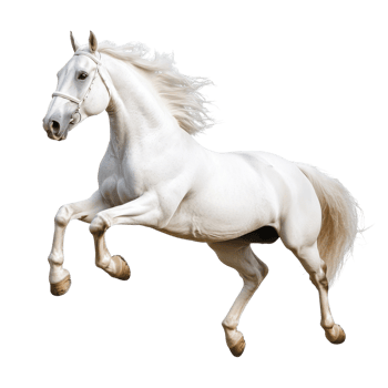 Majestic Horse Leaps High on transparent background. png