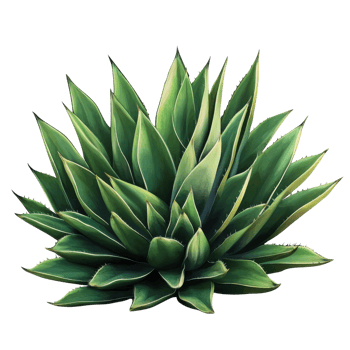 Lush Agave Plants White Background on transparent background. png