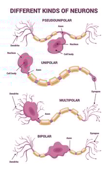 Neuron network and Different Types of Neurons An Informative Visual Guide for Everyone vector