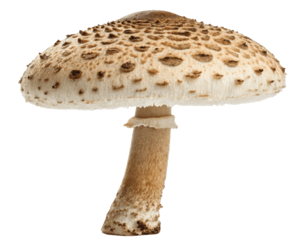 Single mushroom on a transparent background png
