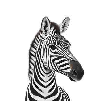 Zebra head transparent png