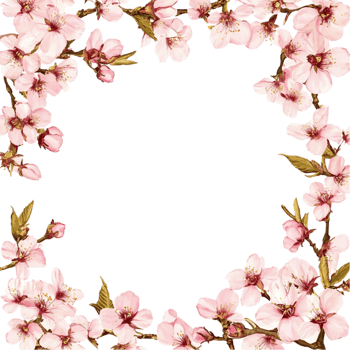Beautiful Cherry Blossoms With Budding Transparent Background png