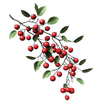 Branch with Red Berries and Leaves Transparent Background png