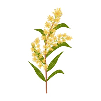 Twig with yellow flowers and leaves of goldenrod bush on a white background. Isolated illustration. vector