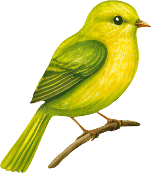Cute little green bird watercolor hand drawn png