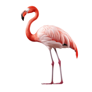 Flamingo isolated on transparent background png