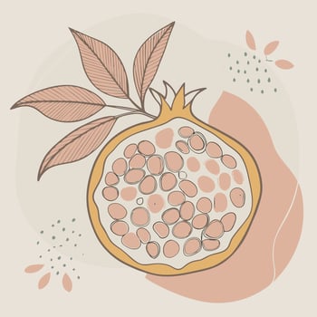 pomegranate fruit with leaves and leaves illustration vector