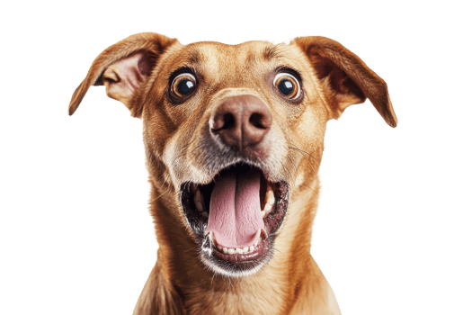 happy dog's expression and its appeal in pet-related png