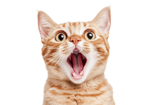 urprised cat image, png
