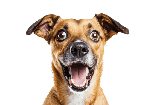 happy dog's expression and its appeal in pet-related content. png