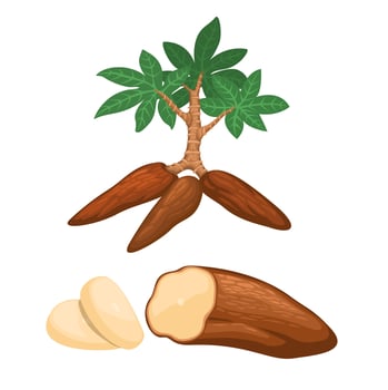 Casava Collection Set Illustration vector