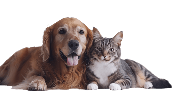 Adorable Cat and Dog Friends on Transparent Background png