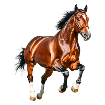 Majestic Brown Horse Galloping Gracefully png