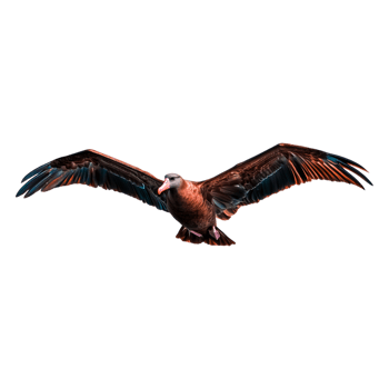 Majestic Bird in Flight with Outstretched Wings Against a Clear Sky png