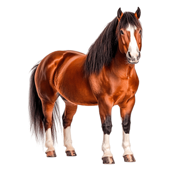 Majestic brown horse standing confidently with flowing mane and tail png