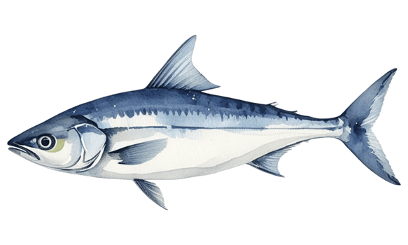 watercolor blue mackerel fish on transparent background png