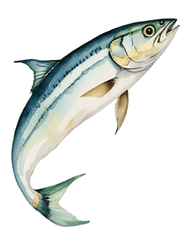 watercolor illustration mackerel fish on a transparent background png