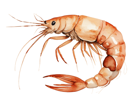 shrimp watercolor illustration png