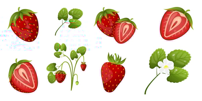 Set of strawberries, whole and cut pieces, strawberry plants with leaves and blossoms. vector