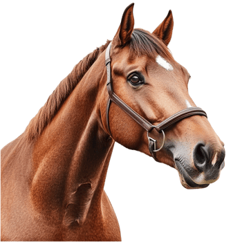 Realistic Brown Horse with Expressive Eyes png