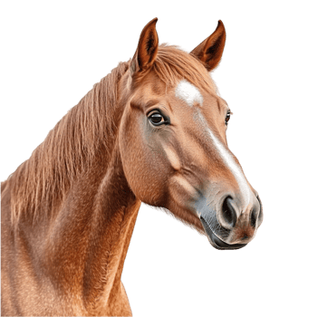 Side Profile of a Realistic Brown Horse png