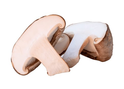 A small heap of shiitake mushroom in halves isolated with clipping path in file format png