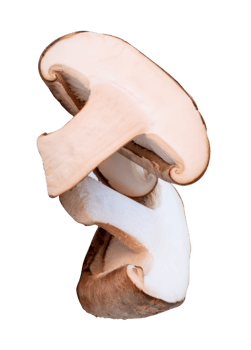 Shiitake mushroom in halves isolated with clipping path in file format png