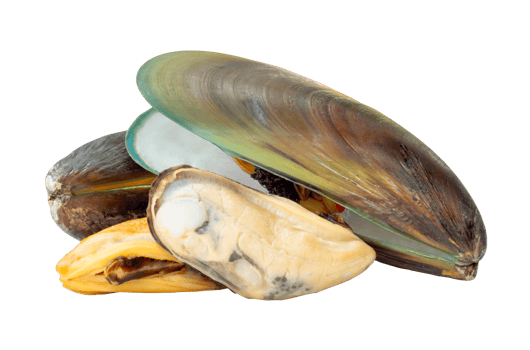 Four cooked or steamed green mussels with green mussels meat in stack isolated with clipping path in file format png