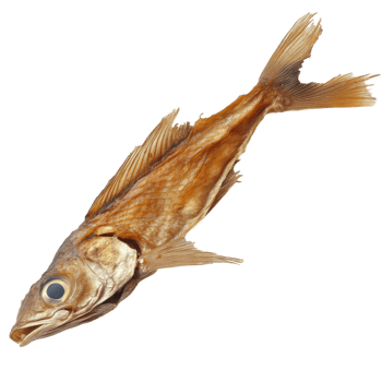 Dried Rattail Fish on White on transparent background. png