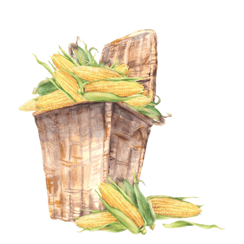 Wicker basket with corn cobs harvest Golden maize cobs crop, fresh ripe yellow grains food storage. Watercolor realistic hand painted illustration for farm produce, oil label. Isolated from background png